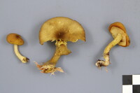 Tricholomopsis decora image